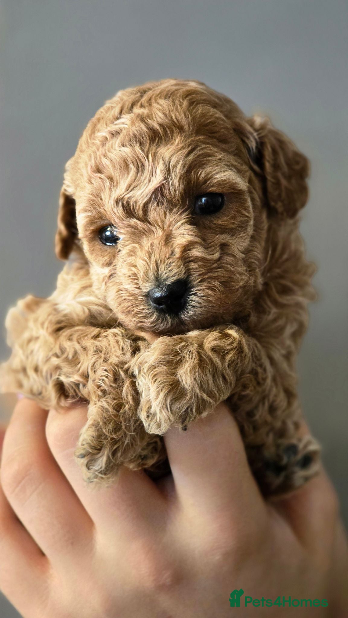 Toy Poodle dogs Gorgeous Tiny Toy Poodle x Asian Poodle Puppies X4 - Advert 5
