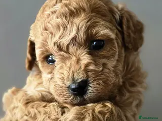 Toy Poodle dogs Gorgeous Tiny Toy Poodle x Asian Poodle Puppies X4 - Advert 5