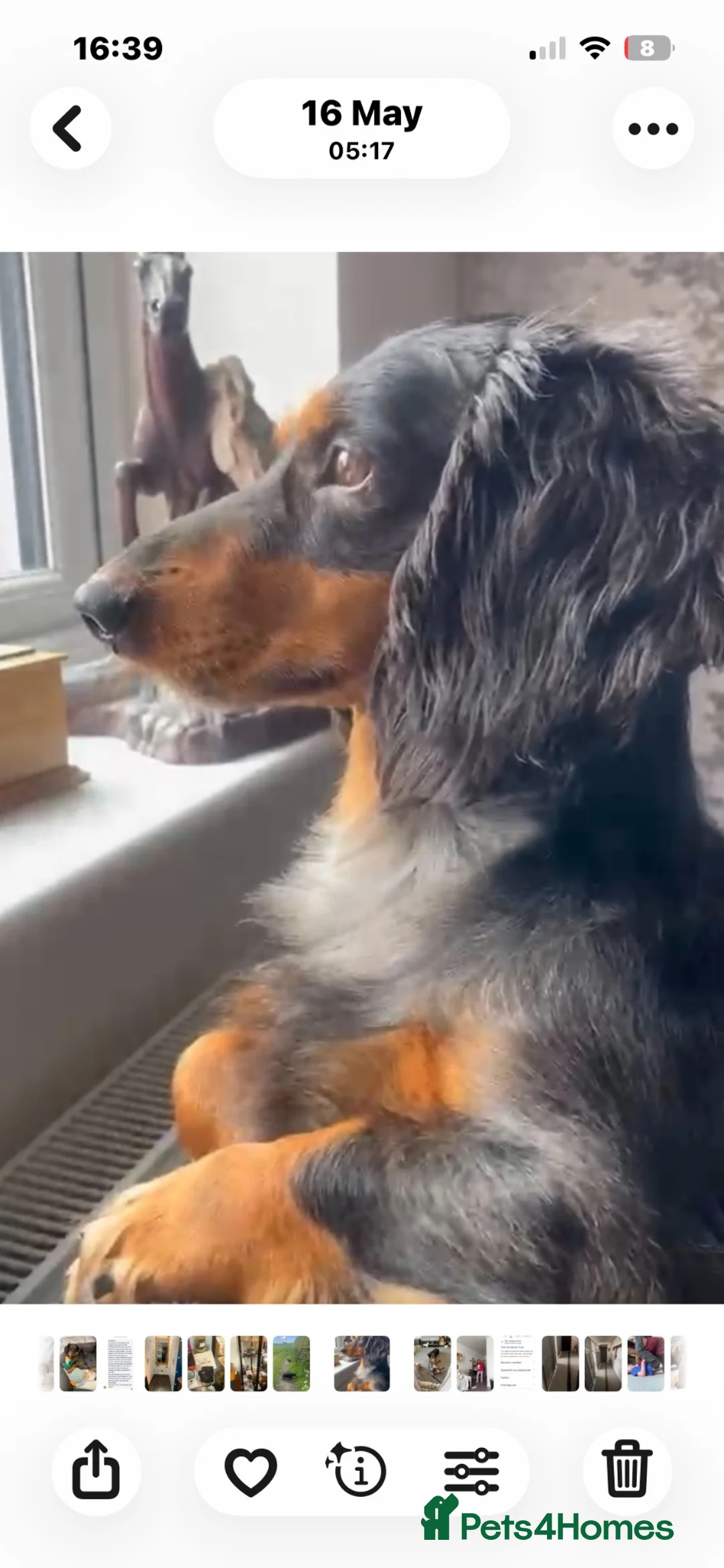Dachshund dogs for sale: Longhaired Dappled Standard KC Dachshunds  - Advert 10