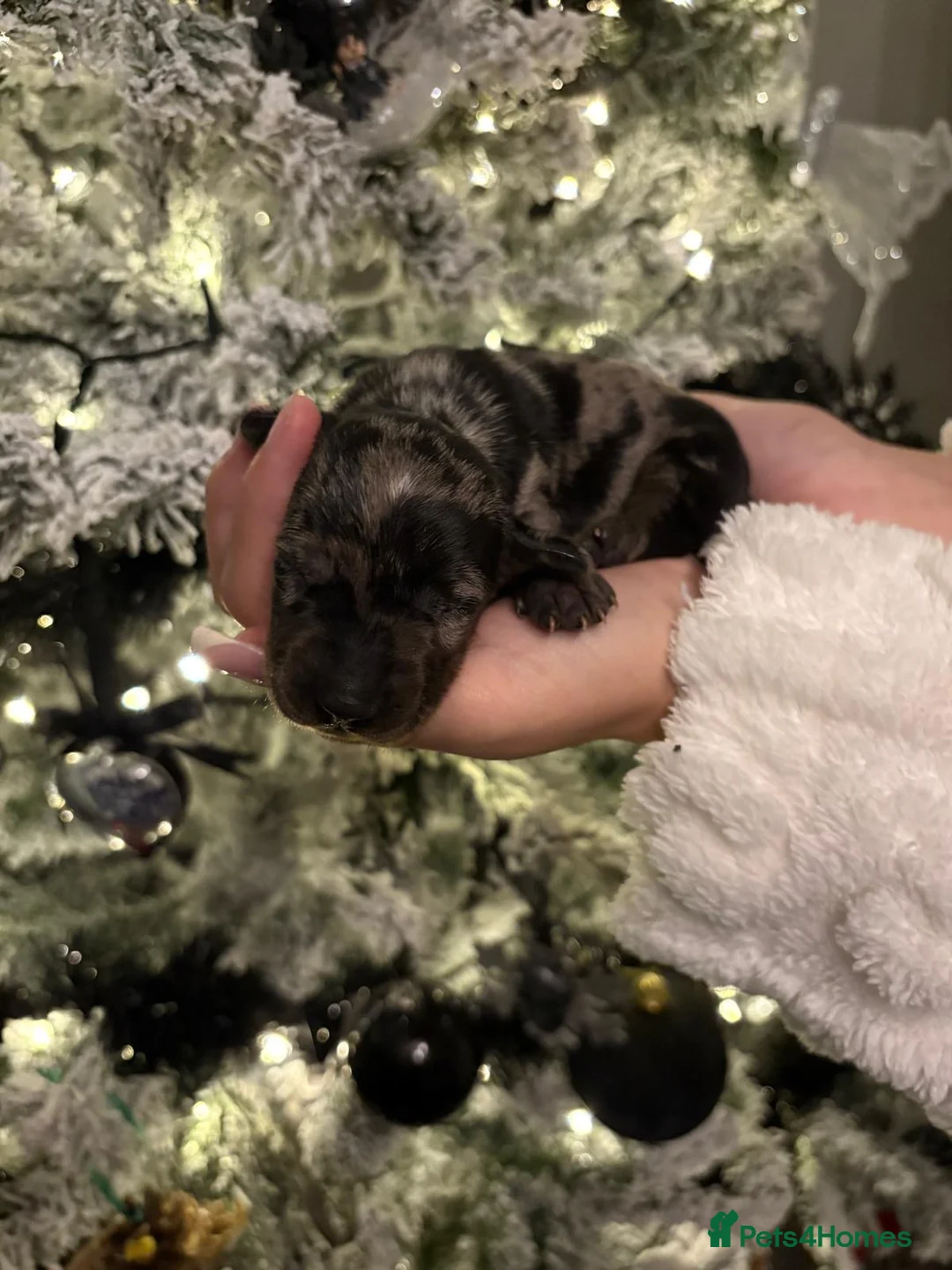 Miniature Dachshund dogs for sale: READY TO GO! dapple/merle daschund puppies - Advert 22