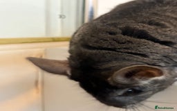Chinchilla rodents for sale: 2 bonded male chinchillas - Image 10