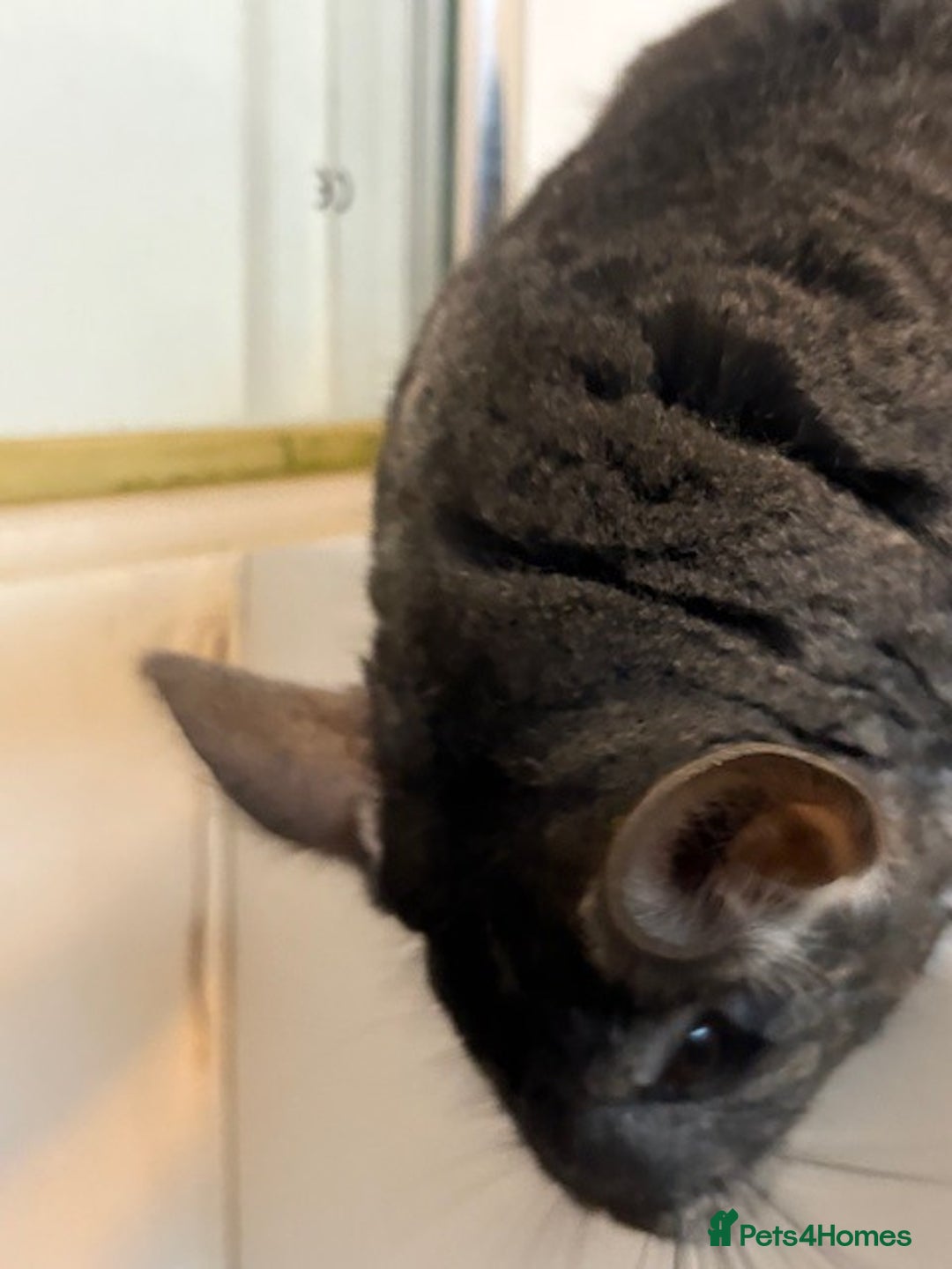 Chinchilla rodents for sale: 2 bonded male chinchillas - Image 10