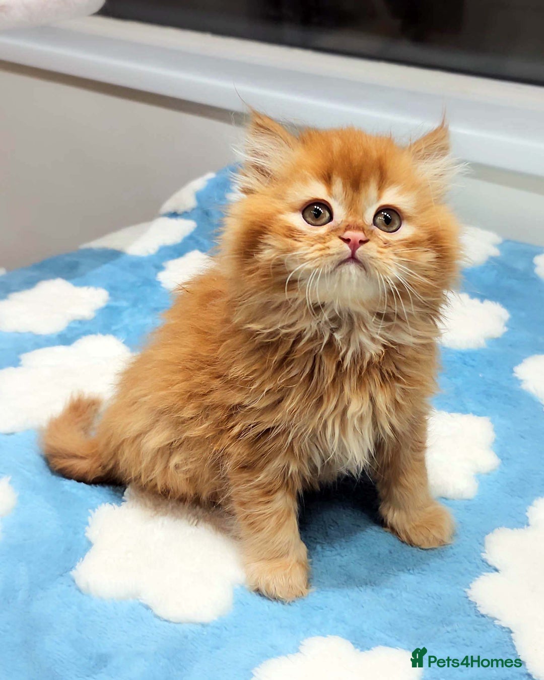 British Shorthair cats for sale: Lovely BSH/BLH Kittens Ready For New Home - Advert 6