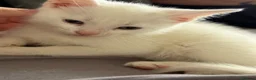 Mixed Breed cats for sale: kittens for sale  - Advert 7