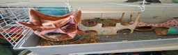 Guinea Pig rodents for sale: 2 guinea pigs  in Kilmacolm - Advert 8