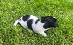 Jack Russell dogs for sale: Puppy jack Russel  - Image 8