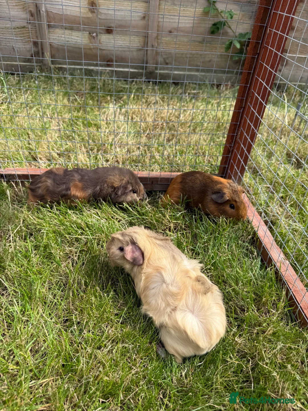 Guinea Pig rodents for sale: Gorgeous baby boys! - Advert 9