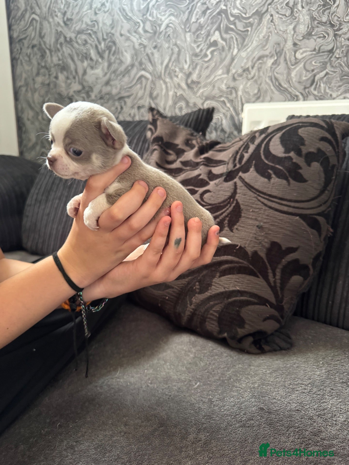 Chihuahua dogs Gorgeous lilac puppies  - Advert 5