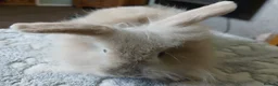 Mini Lion Lop rabbits for sale: Stunning DM Lion lop baby rabbits  - Advert 6