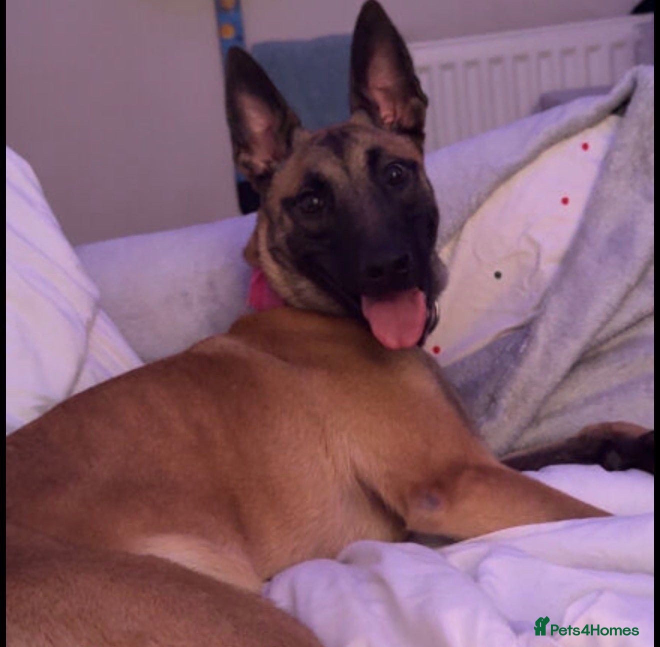 Belgian Shepherd Dog dogs for sale: belgian  - Advert 13