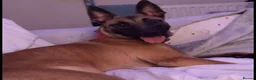 Belgian Shepherd Dog dogs for sale: belgian  in North Shields - Advert 1