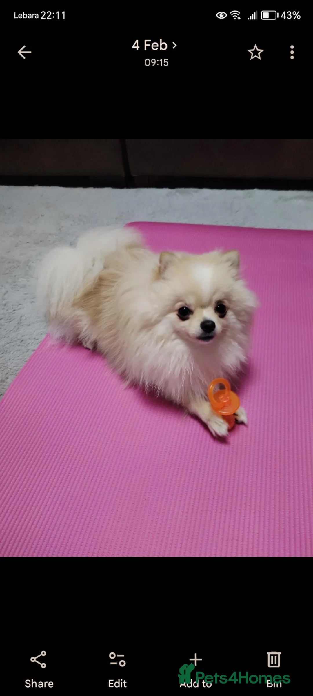 Pomeranian dogs for stud: Pomeranian  **  STUD ONLY! in London - Advert 2