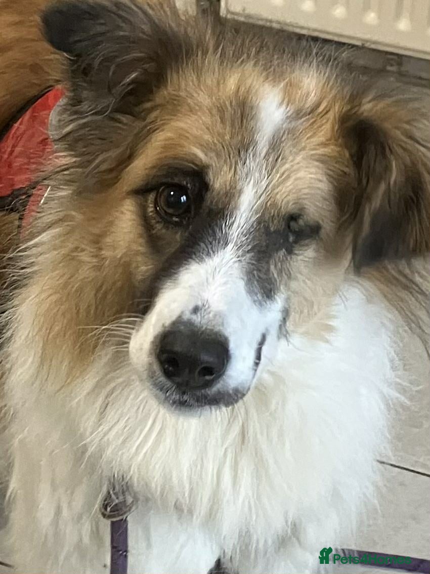 Mixed Breed dogs Jessie ❤️ - Advert 14