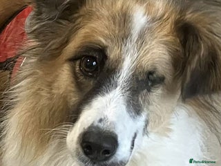 Mixed Breed dogs Jessie โค๏ธ - Advert 2