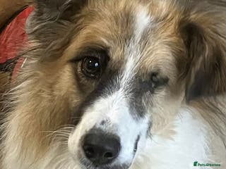 Mixed Breed dogs Jessie ❤️ - Advert 10