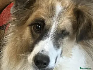 Mixed Breed dogs Jessie ❤️ - Advert 2