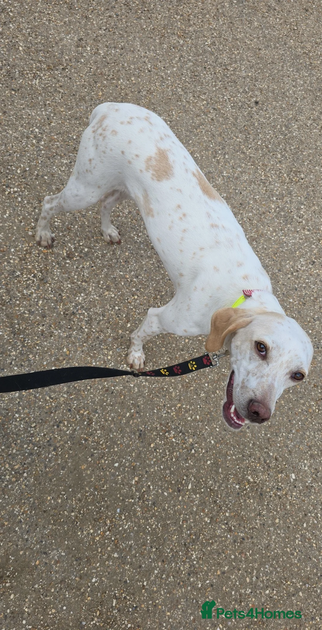 Mixed Breed dogs for sale: English pointer cross saluki/greyhound  - Advert 1