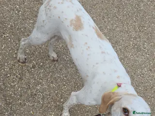 Mixed Breed dogs English pointer cross saluki/greyhound - Advert 19