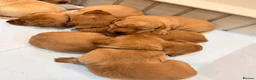 Labrador Retriever dogs for sale: Fox Red Labrador Pups – Raised with kids, Herts - Advert 9