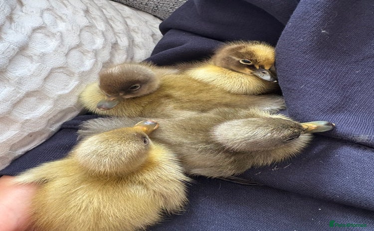 Ducks poultry - Advert 11