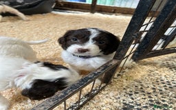 Sproodle dogs for sale: Sproodle Puppies Ready For Their Forever Homes - Image 8