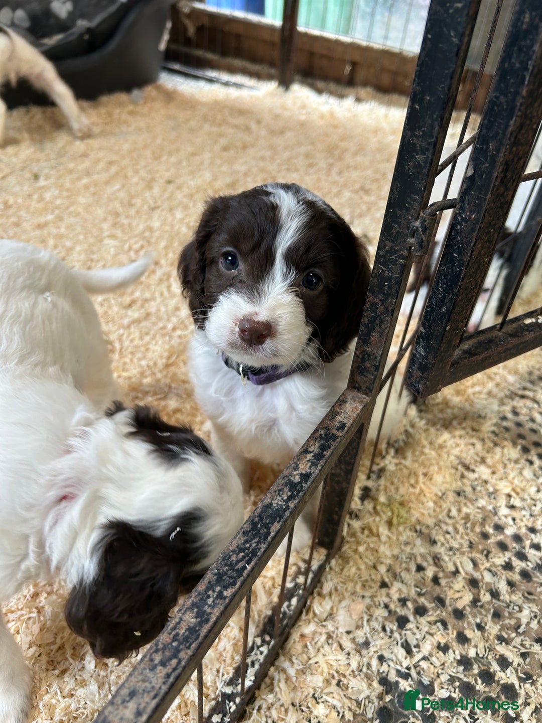 Sproodle dogs for sale: Sproodle Puppies Ready For Their Forever Homes - Image 8