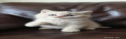 British Shorthair cats for sale:  💜🖤 British Shorthair Kittens 🖤💜 - Advert 9