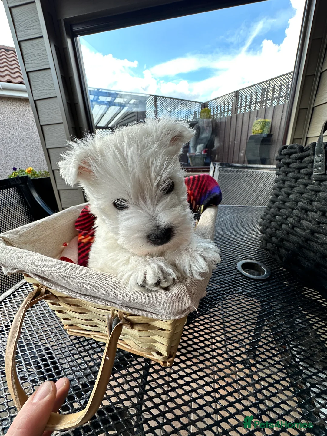 West Highland Terrier dogs for stud: West Highland Terrier in Lanark - Advert 7
