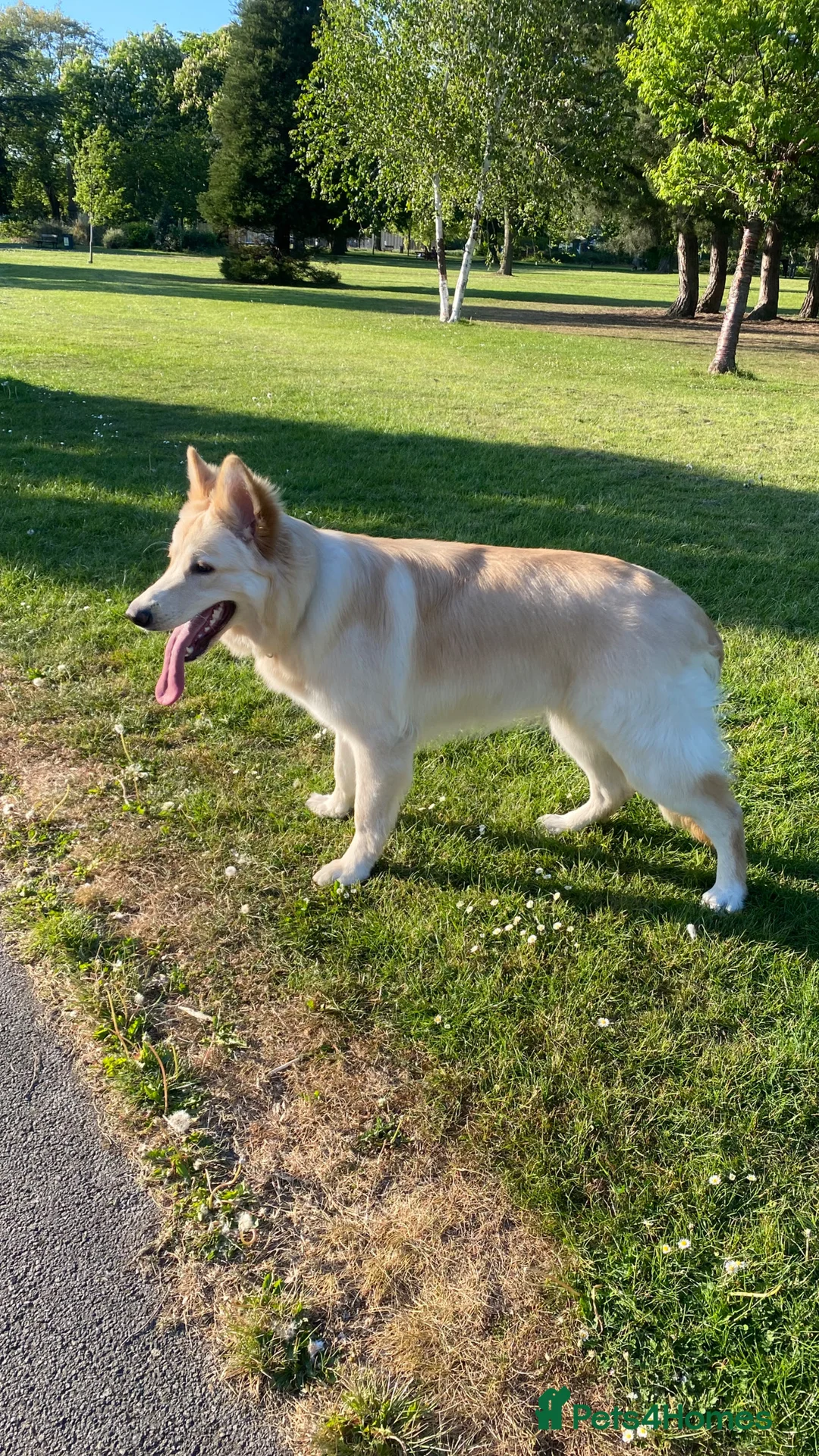 German Shepherd dogs for sale: German shepherd  - Advert 4