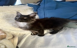 Maine Coon cats for sale: XXL  Ready Now TICA pure bread Maine Coon Kittens  - Image 35