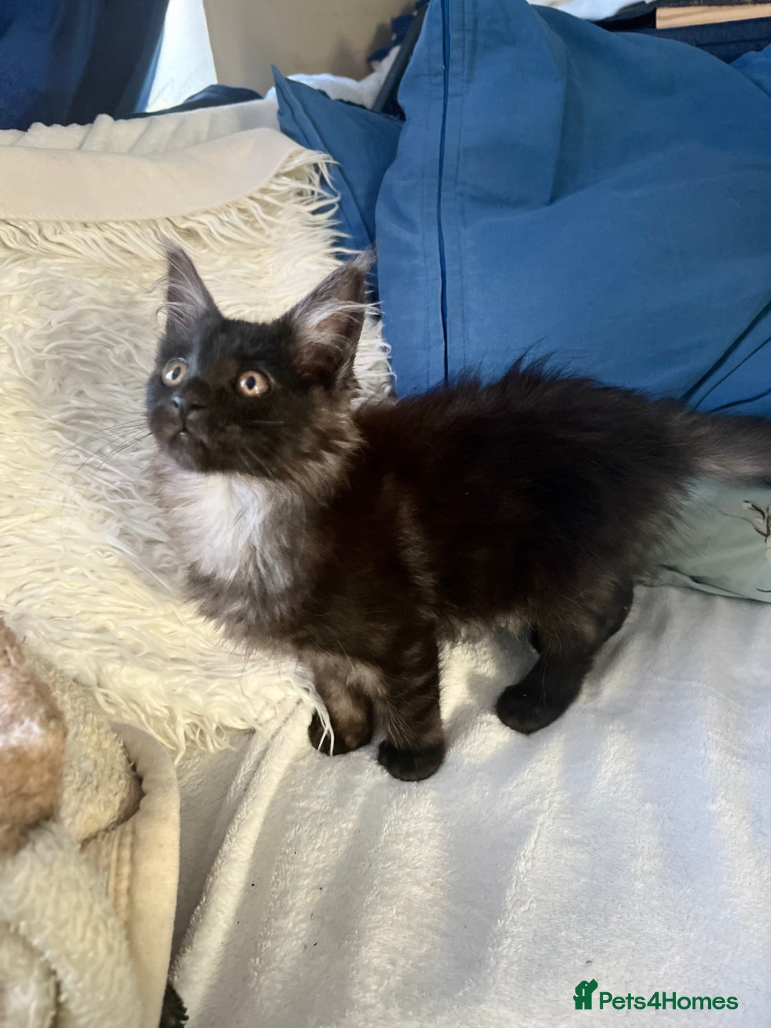 Maine Coon cats for sale: XXL  Ready Now TICA pure bread Maine Coon Kittens  - Image 35
