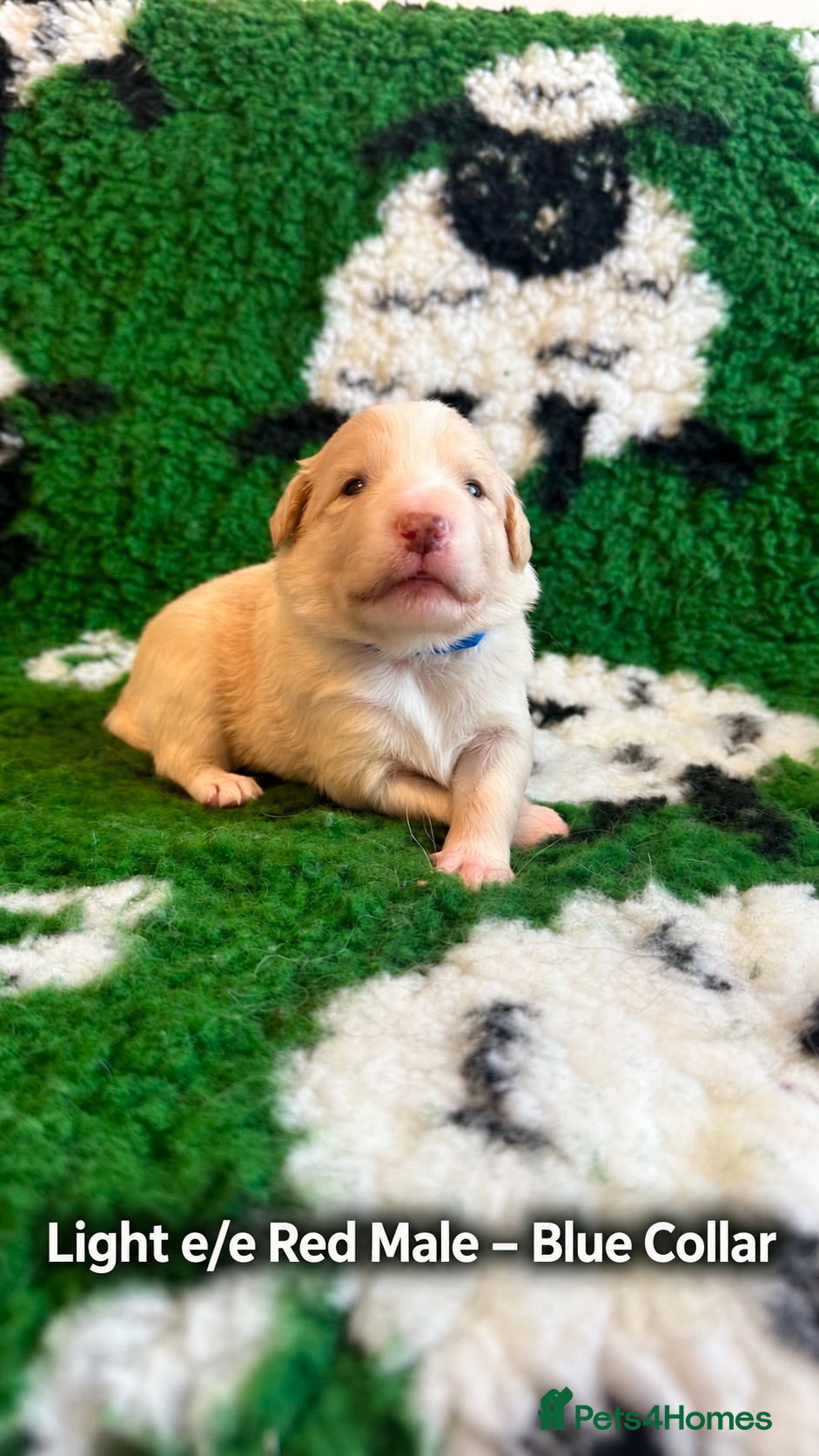 Border Collie dogs Beautiful Border Collie Puppies-KC Registered - Advert 2