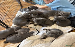 Staffordshire Bull Terrier dogs for sale: Staffordshire -Blue  Puppies  for sale   - Image 1