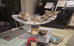 Bengal cats for sale: Bengal cross kittens - Image 11