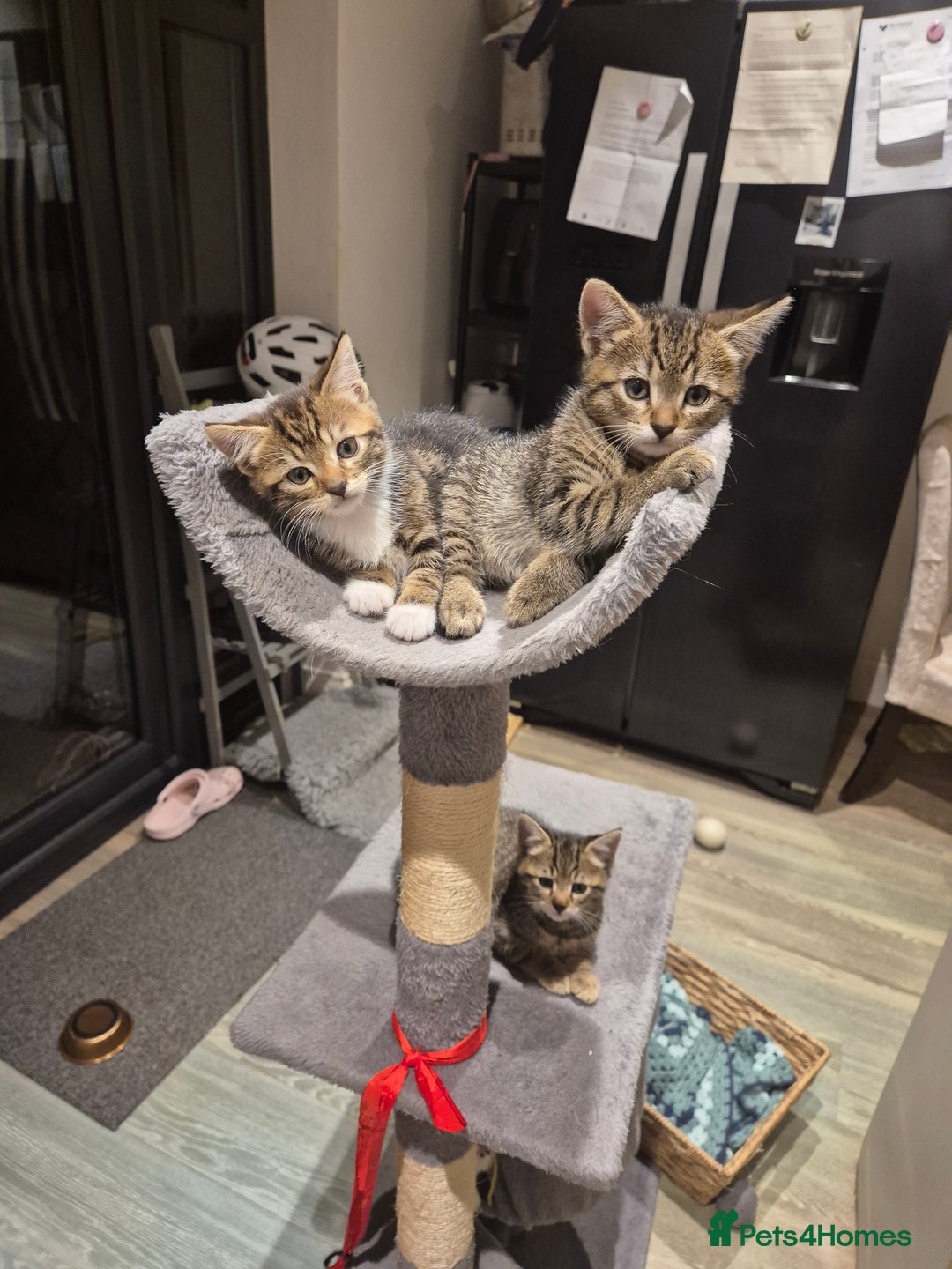 Bengal cats for sale: Bengal cross kittens - Image 11