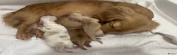 Miniature Dachshund dogs for sale: Kennel club registered English cream puppies - Advert 6