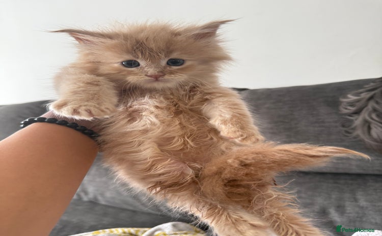 Maine Coon cats - Advert 9