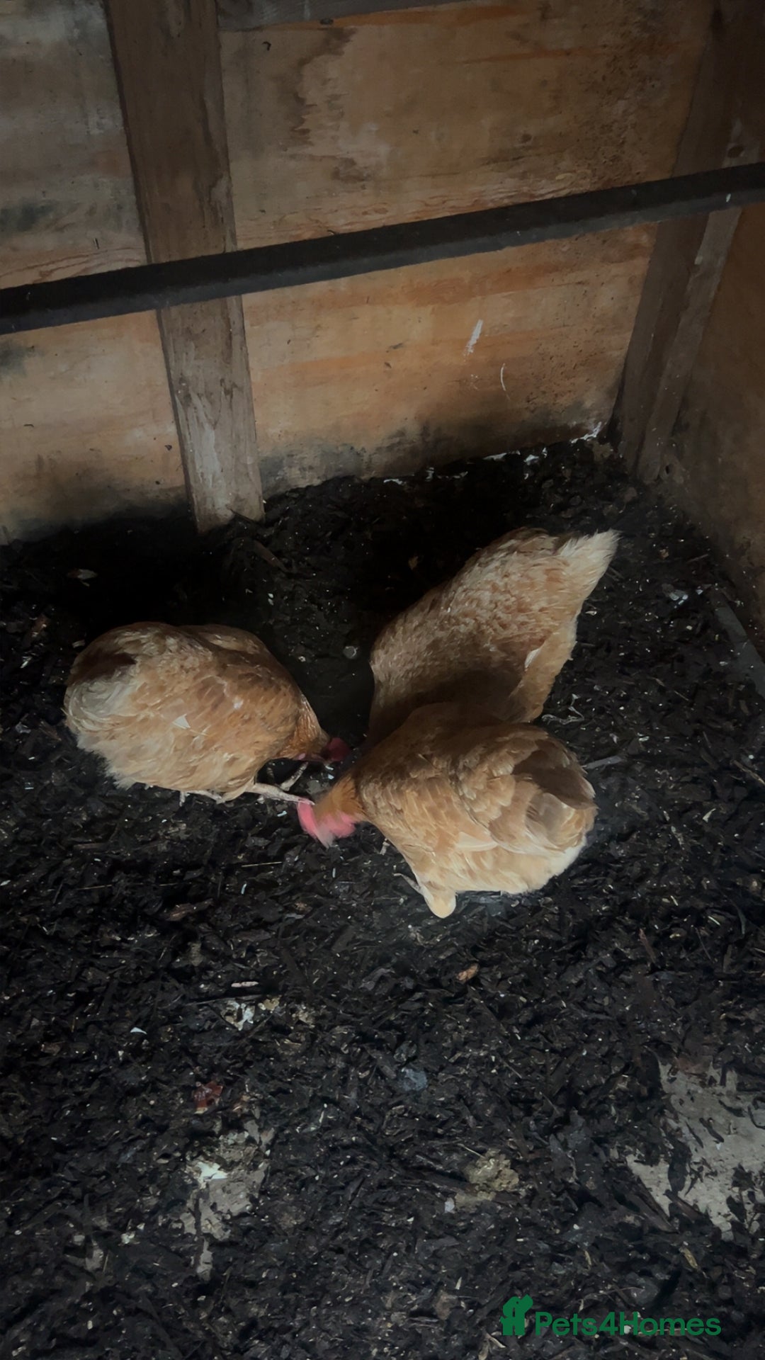 Chickens poultry for sale: 3 Laying Hens  - Advert 2