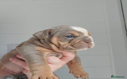 English Bulldog dogs for sale: Kc british bulldogs  - Image 24