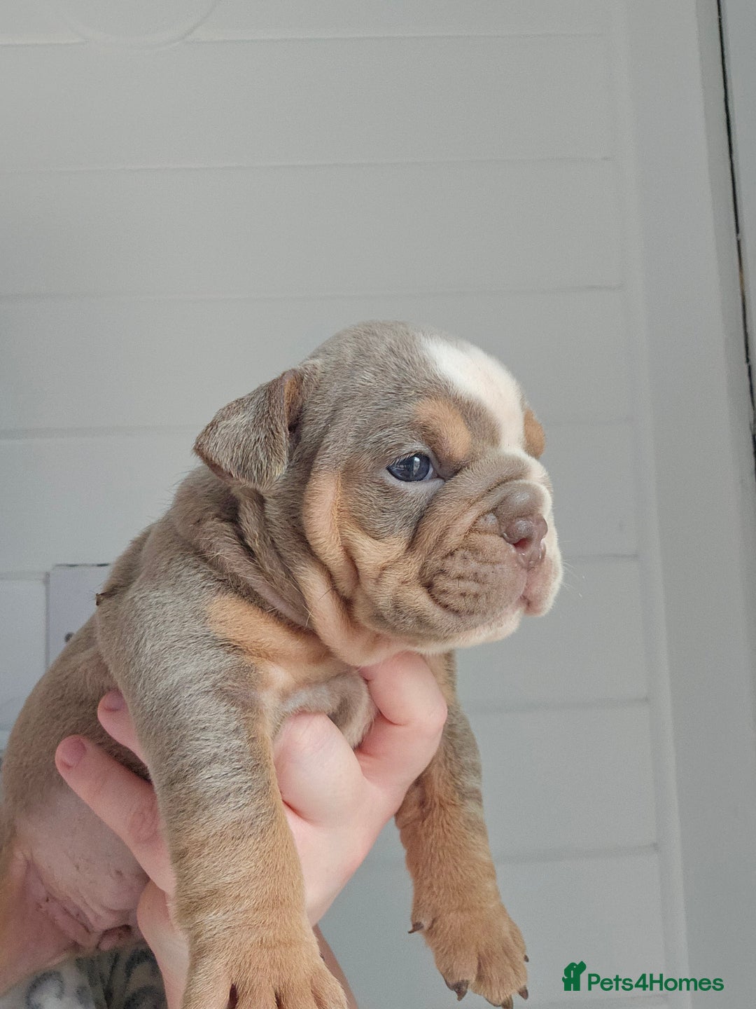 English Bulldog dogs for sale: Kc british bulldogs  - Image 24