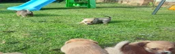 Pomchi dogs for sale: Pomchi - Advert 9