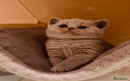 British Shorthair cats for sale: Champion Sired GCCF British Shorthair Kittens - Image 13