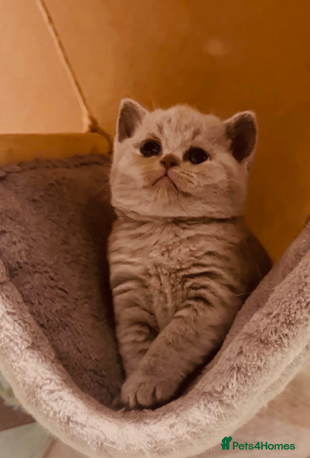 British Shorthair cats for sale: Champion Sired GCCF British Shorthair Kittens - Image 13
