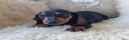 Miniature Dachshund dogs for sale: 🐕🐕6 adorable miniature dashund puppies 🐕🐕 - Advert 8
