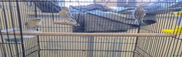 Canaries birds for sale: Beautiful canaries for sale - Advert 4