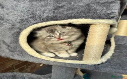 Scottish Fold cats for sale: Stunningly beautiful Scottish Fold x Ragdoll  - Image 33