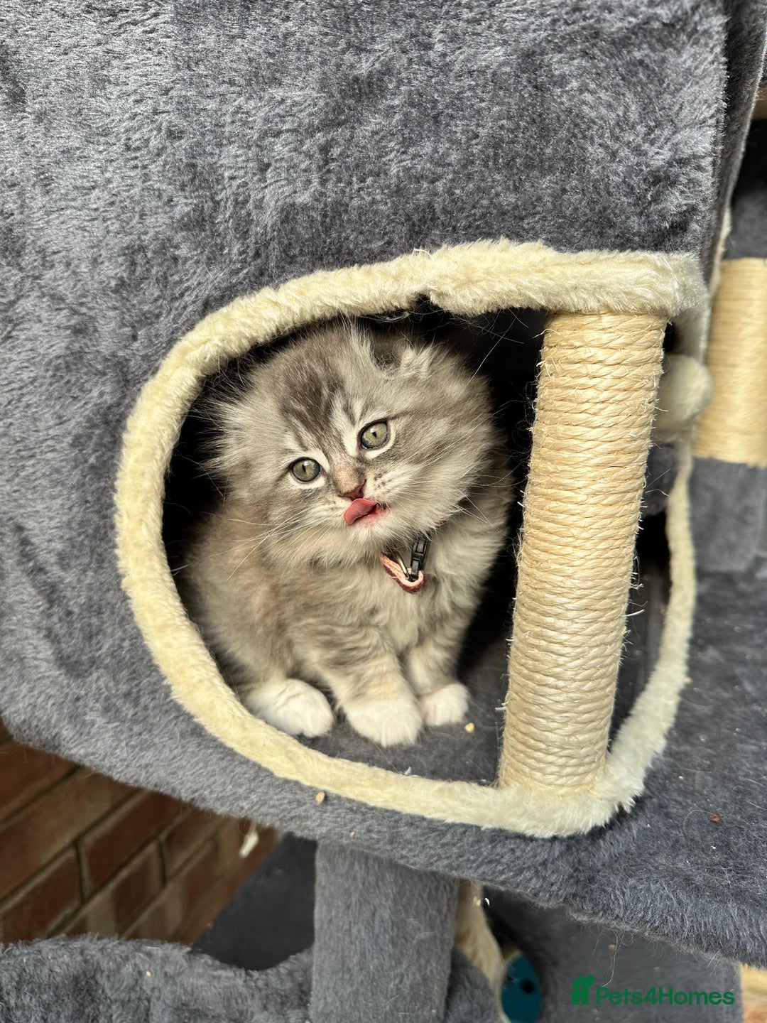 Scottish Fold cats for sale: Stunningly beautiful Scottish Fold x Ragdoll  - Image 33