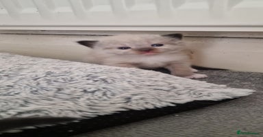 Ragdoll cats - Advert 13
