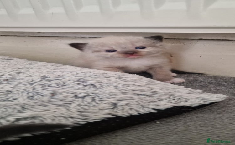 Ragdoll cats - Advert 9