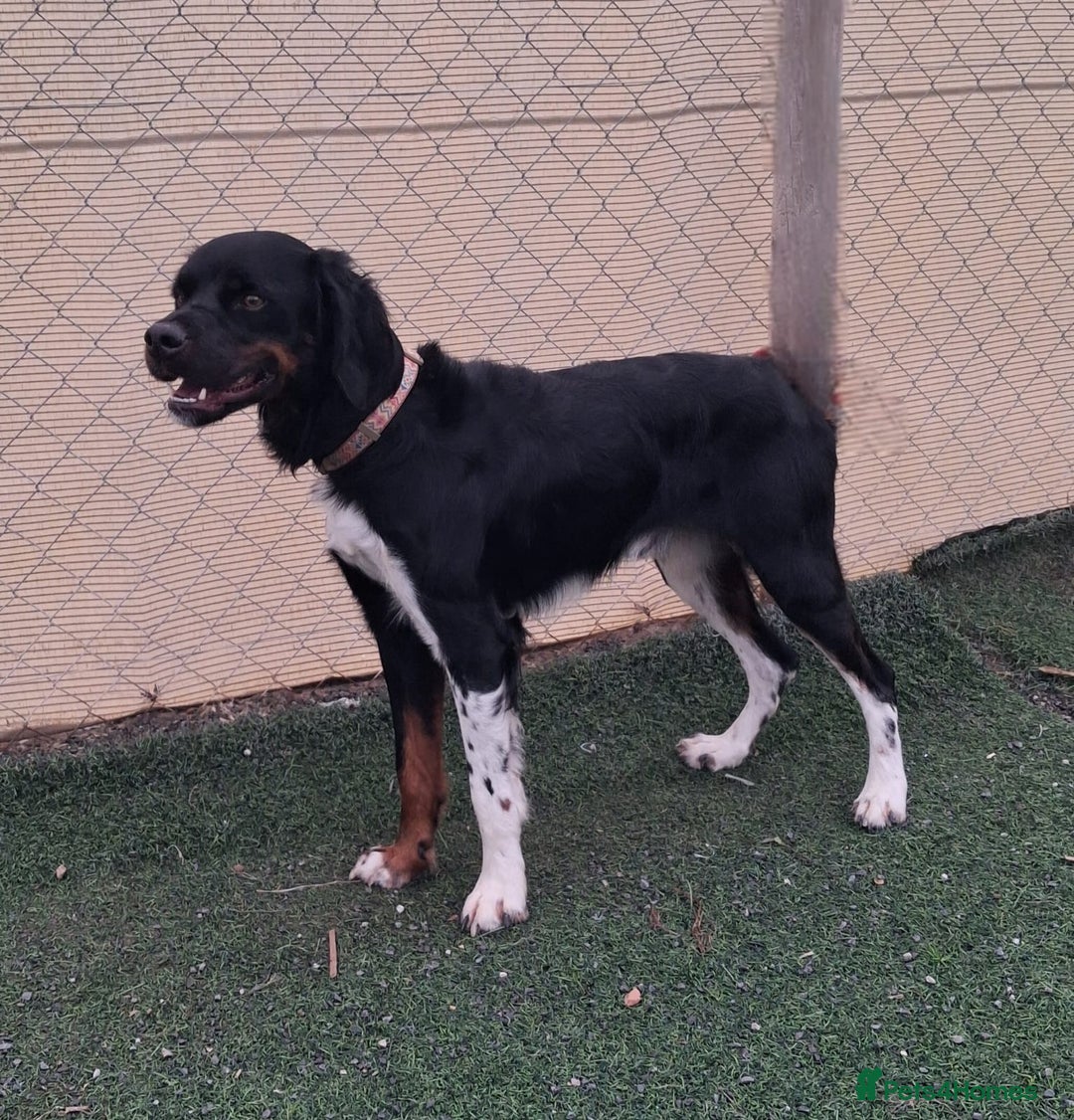 Mixed Breed dogs for adoption: Be BROODY's Best Friend.... - Advert 16